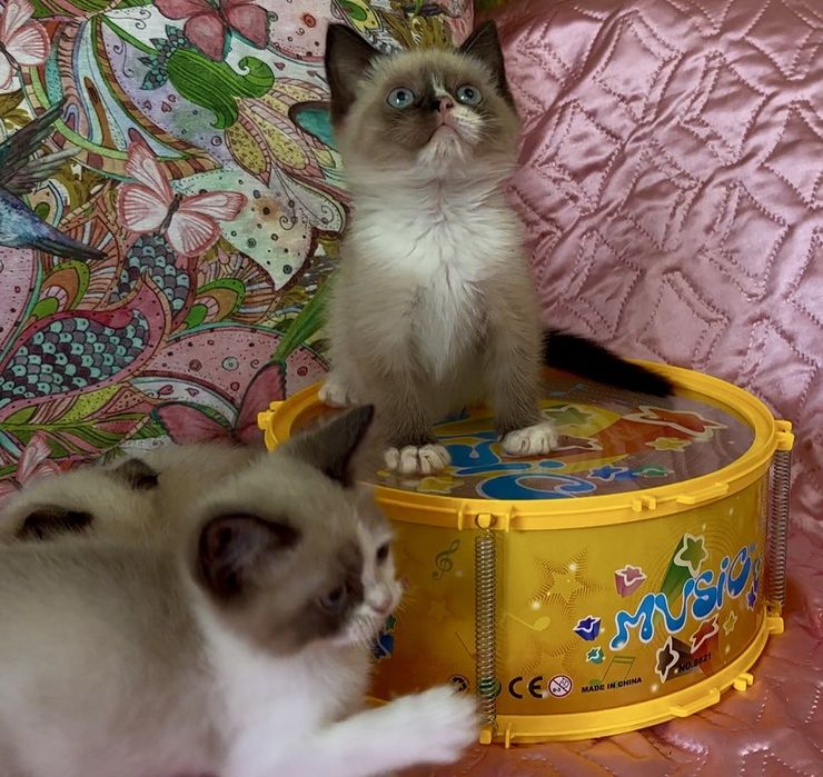 Рагдол / Регдол Ragdoll