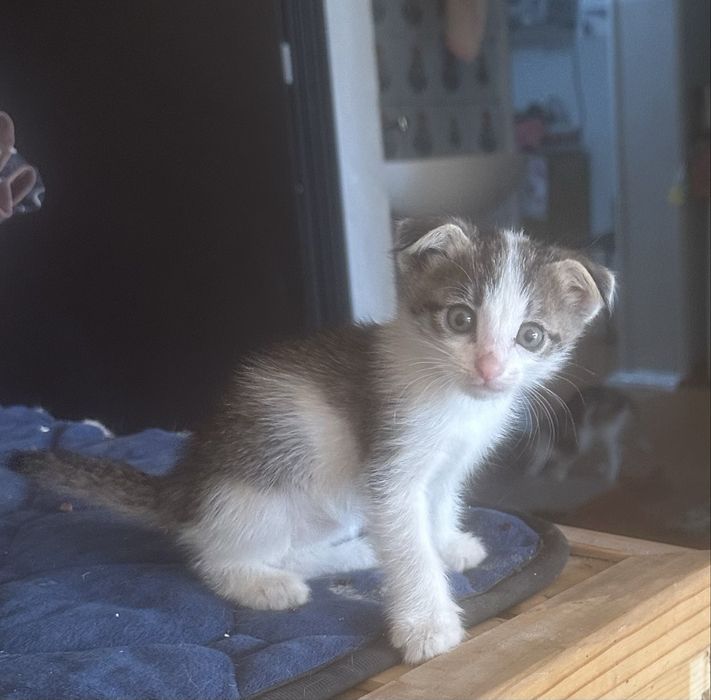 Котята в хорошие в добрые , заботливые руки от вислоухой кошки,