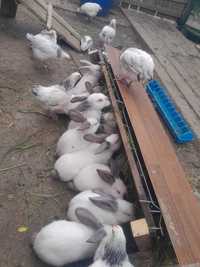 Vând iepuri uriasi de Transilvania