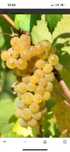 Vand struguri de vin