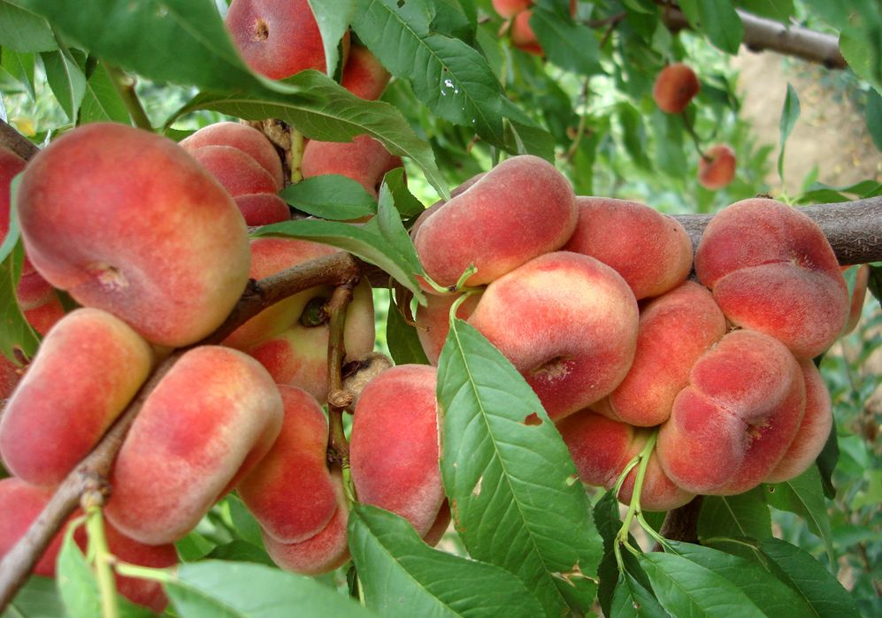 Pomi Fructiferi Columnari Piersic