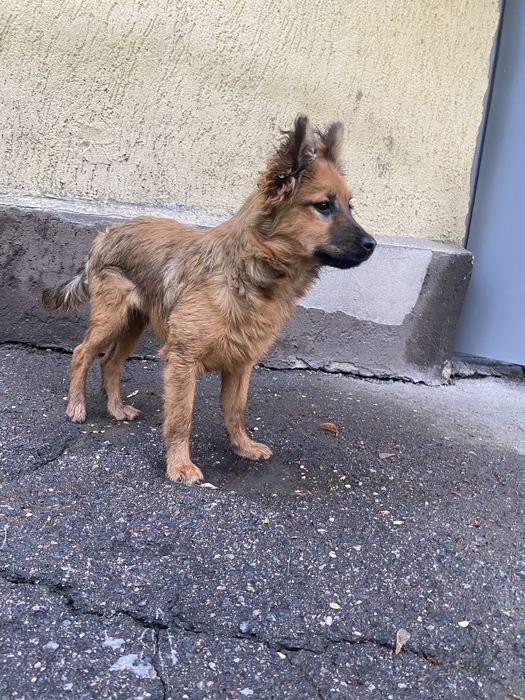 Щенок мальчик