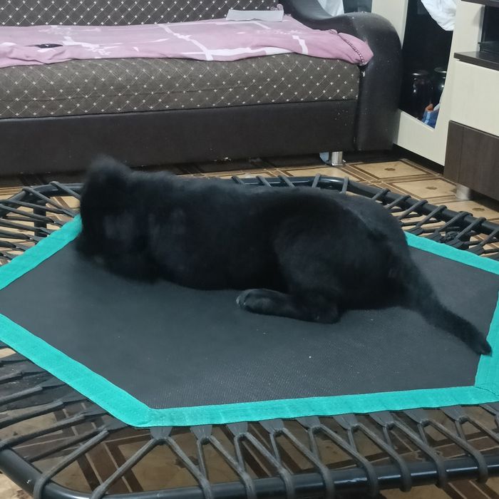 Продам лобродора подросшего