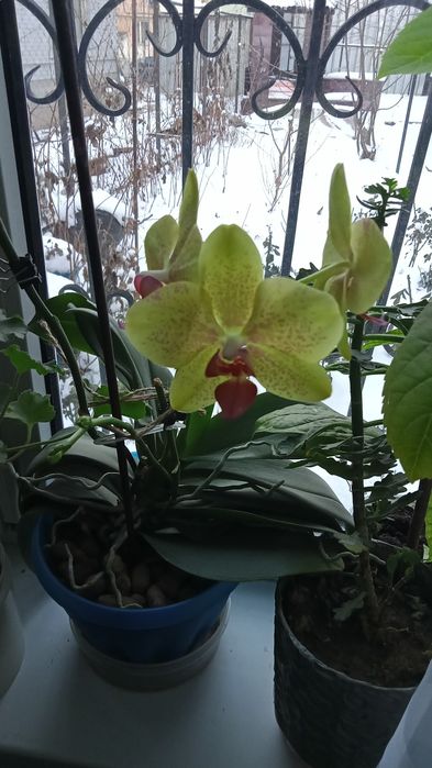 Продам , фикус Бенджамина, клеродендрум