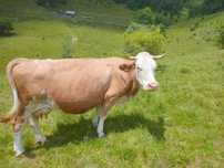 Vaca de vanzare