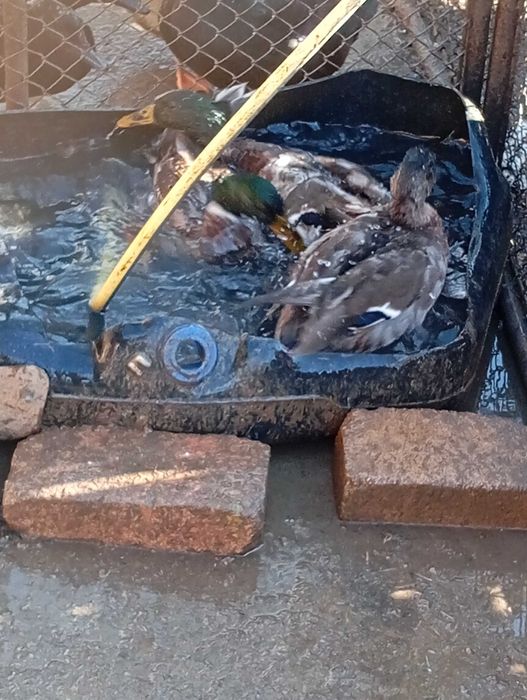 Schimb 2 ratoi sălbatici