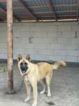DONEZ femela Ciobanesc German cu Akita ,10 luni