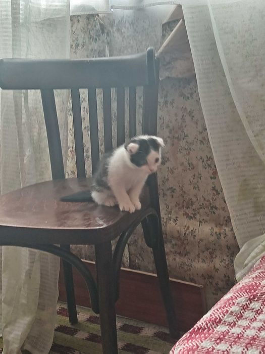 Scottish fold мушукчалар!