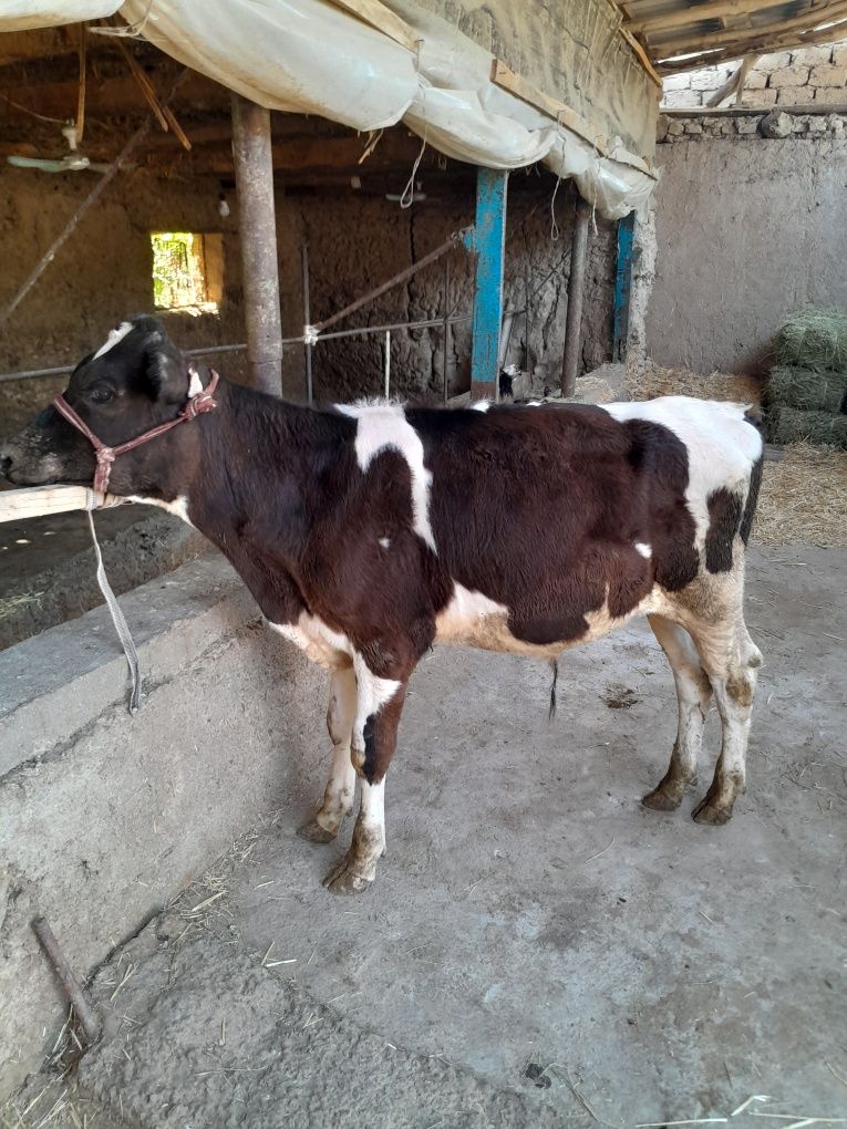 Buqacha sotiladi