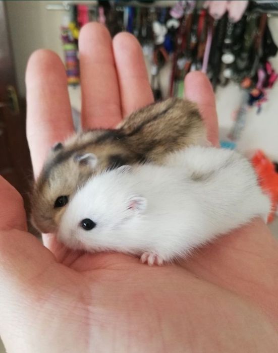 Хомячки ,крысята,монгольские песчанки, мышки