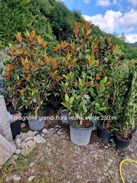 Magnolie de vânzare