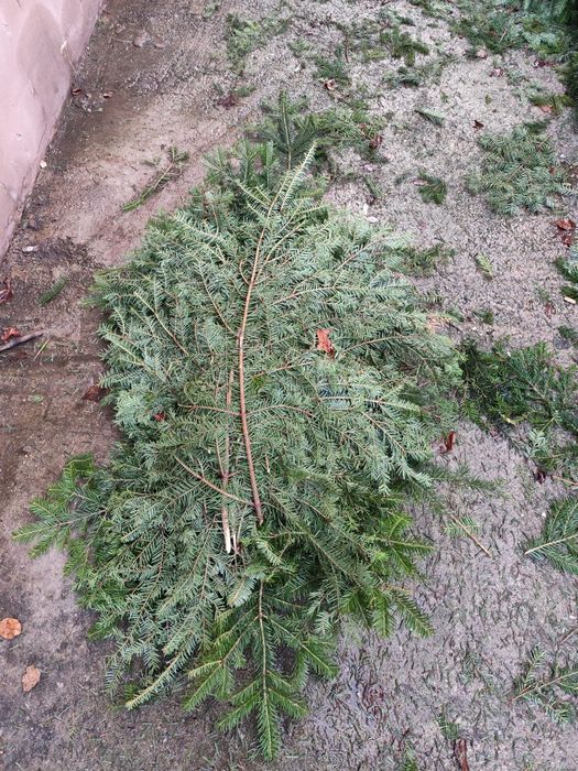 Vand coronițe din brad și balot .