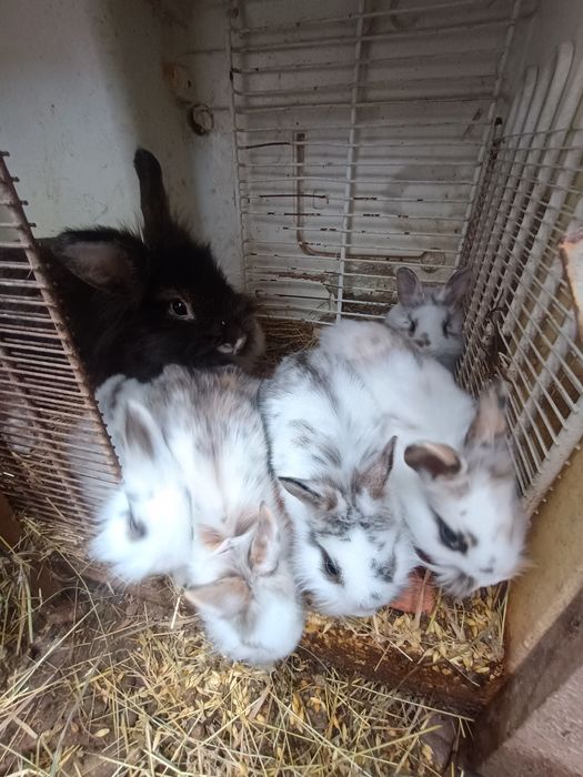 Iepurași cap de leu pitic