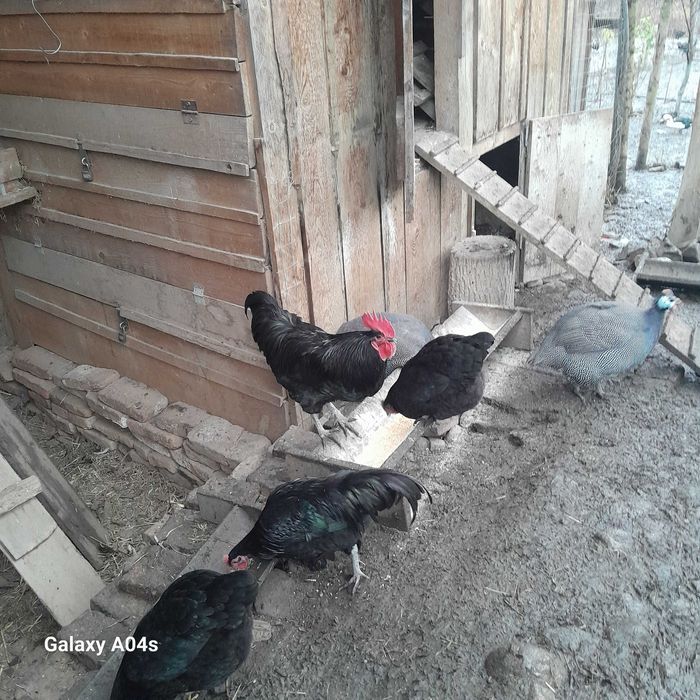 Vând cocosi si gaini Australorp negru