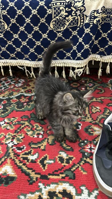 Котенок, домашний