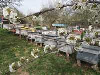 Vand 30 familii de albine, sat. Socea, jud  Neamt.