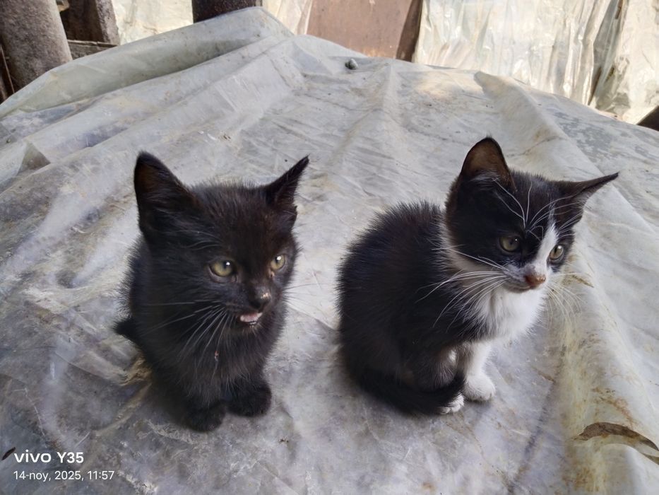 Mushukchalar hadiyaga