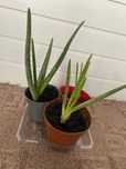 Vand planta Aloe Vera