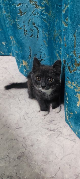 Отдам котенка мальчик