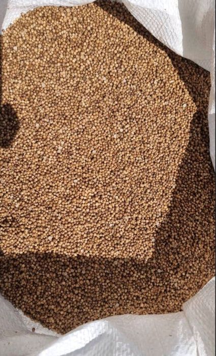 Продавам заготвен кориандър и семена