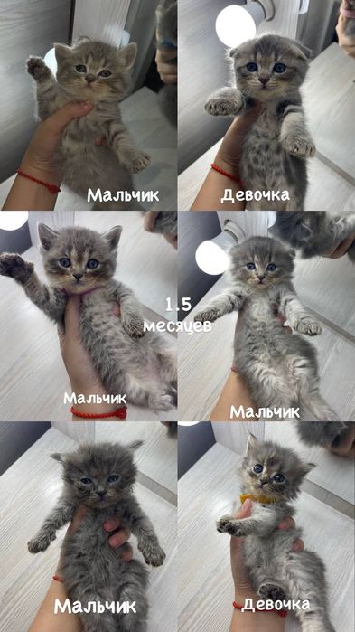 Продам котёночек