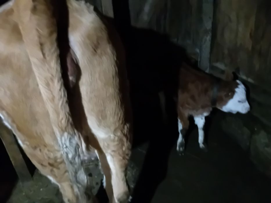 Vând juninca la prima fătare fatata de o săptămână