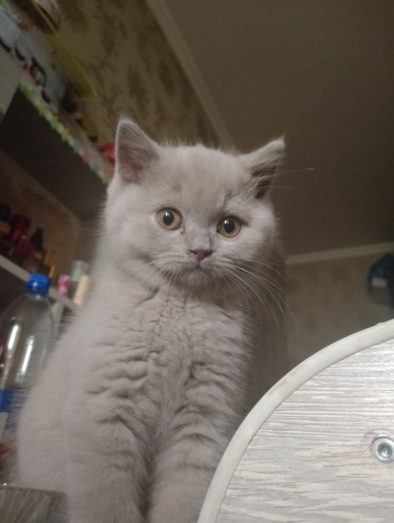 Продаю котят шотландская