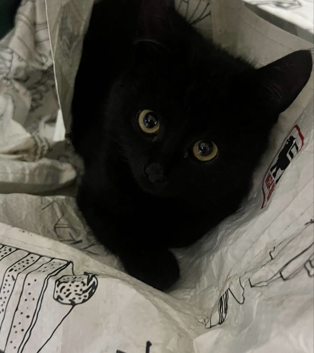 Pisici pentru adoptie