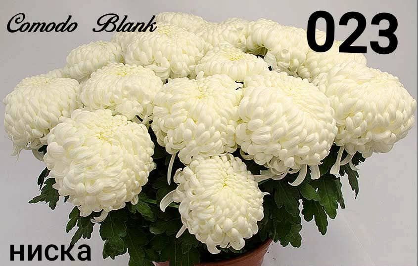 Хризантеми -7лв.бр.