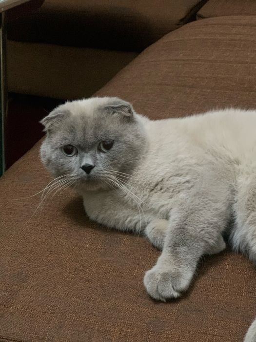 Шотландский Фолд