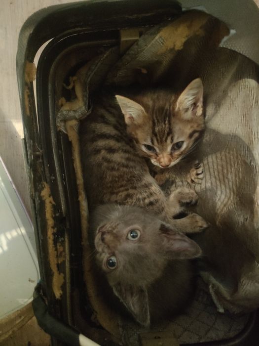 Одам котят добрые руки