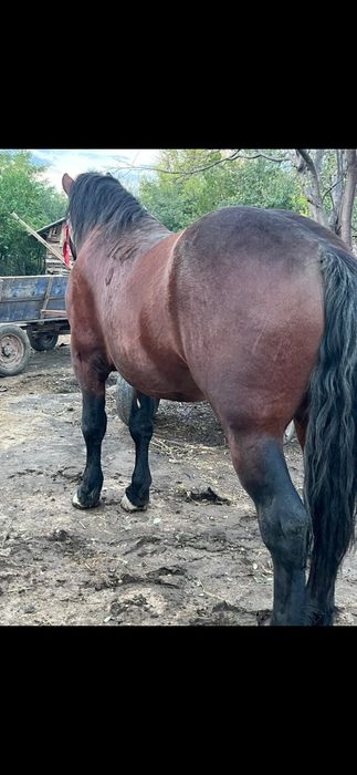 Vand armăsar semigreu