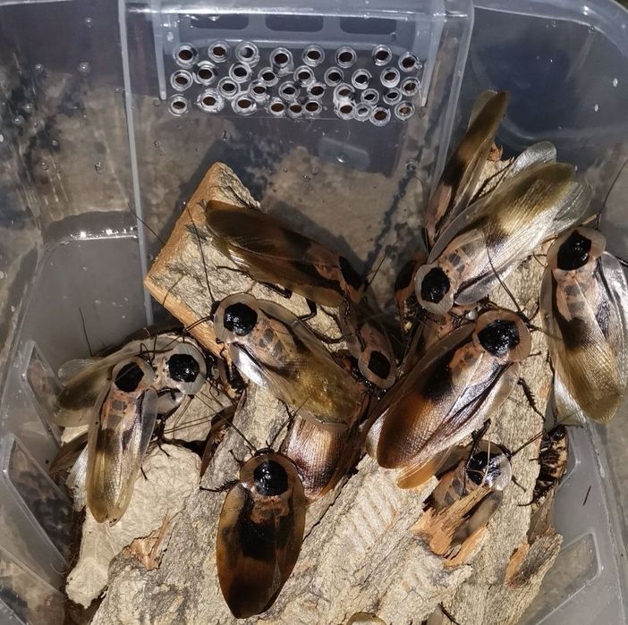 Тараканы блаберус кранифер (Blaberus craniifer )