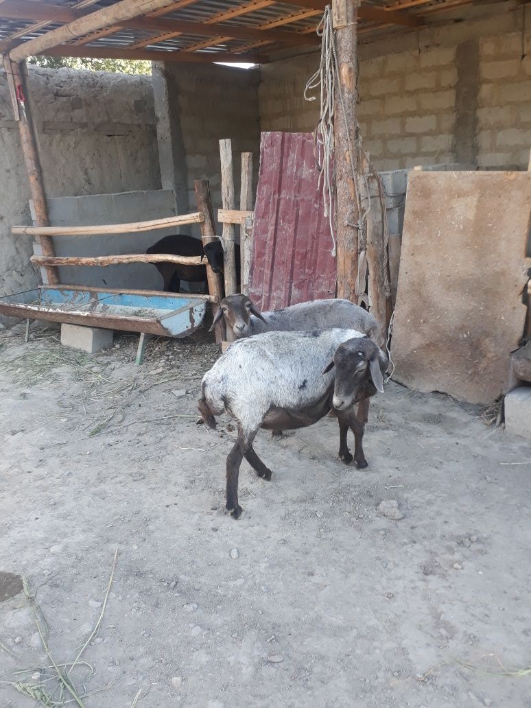 Ona bola qoy sotiladi