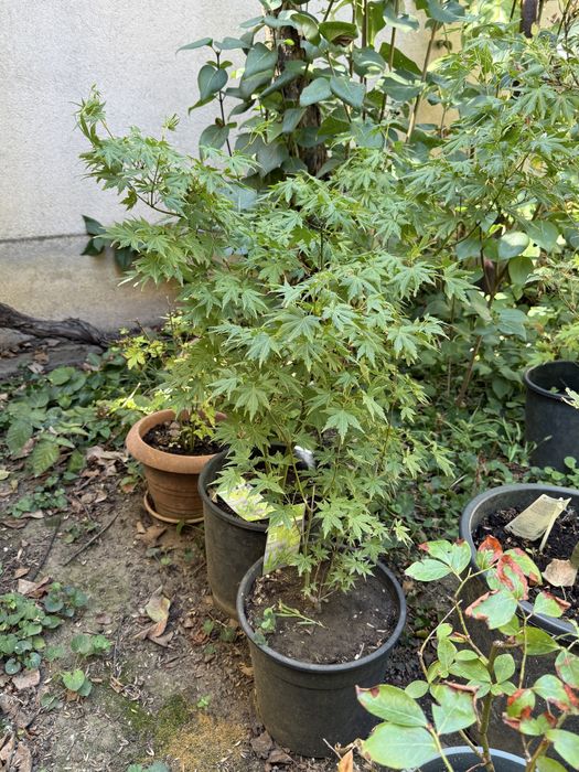 Arțari japonezi diferite marimi