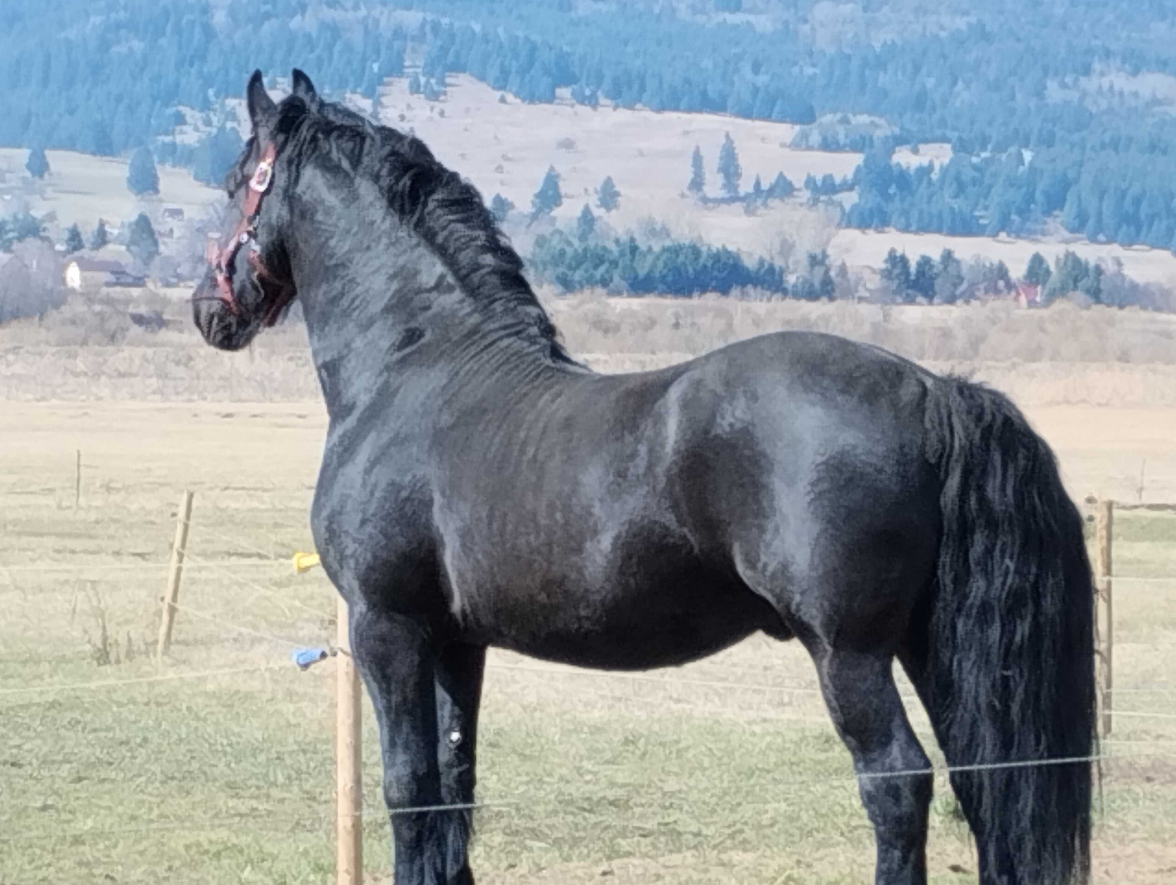 Lichidare cai friesian