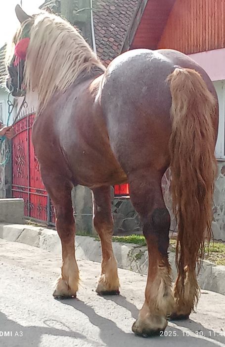 De vinzare  harmesar de 4 ani