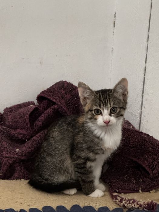 Donez pui de pisică – 3–4 luni