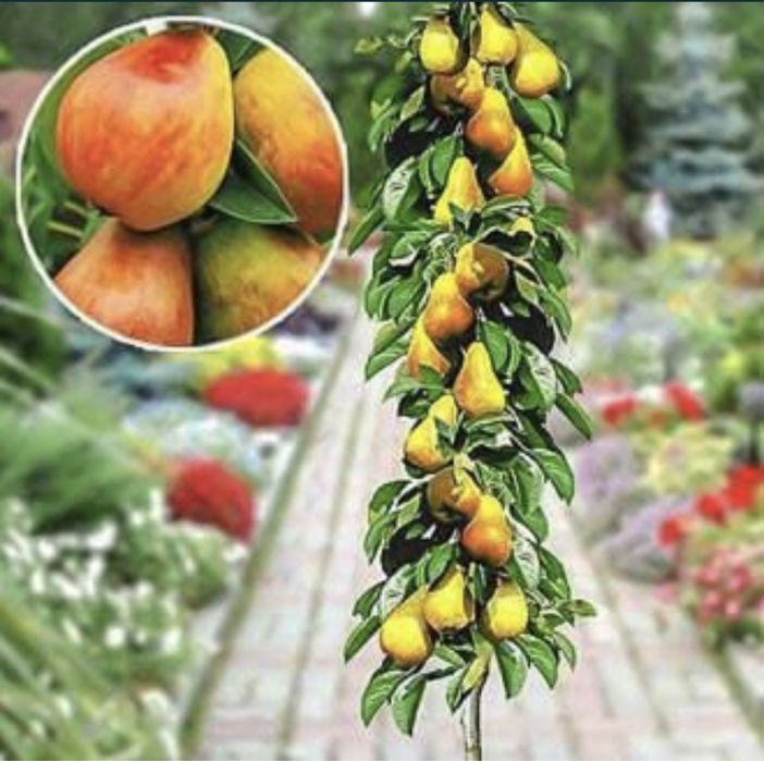 Pomi fructiferi columnari altoiți toate soiurile disponibile
