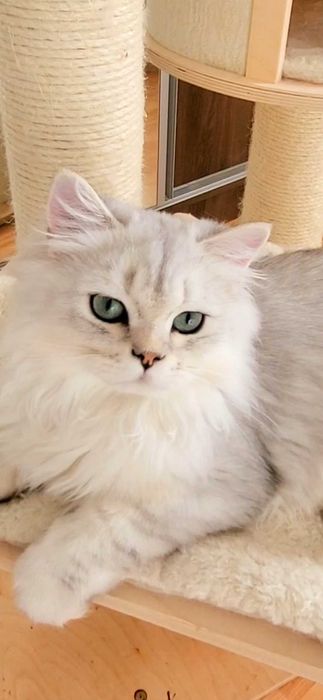 British longhair baiat iubitor cu pedigree