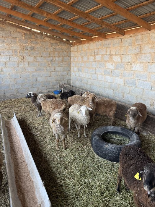 Қозылар сатылады