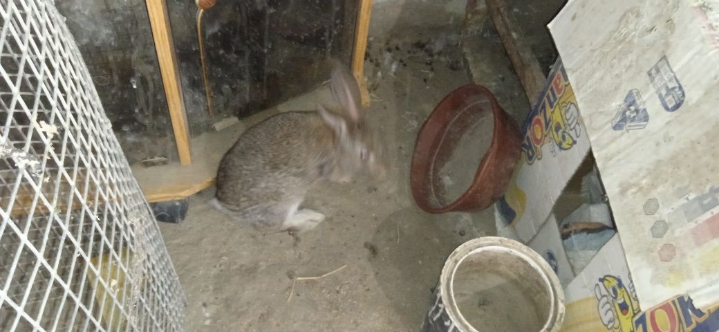 Reks va vilikan quyon