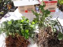 plante capsuni stoloni capsuni Butasi zmeur fara tepi