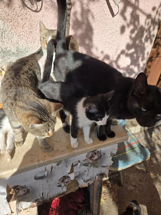 Ofer pisicuti spre adoptie