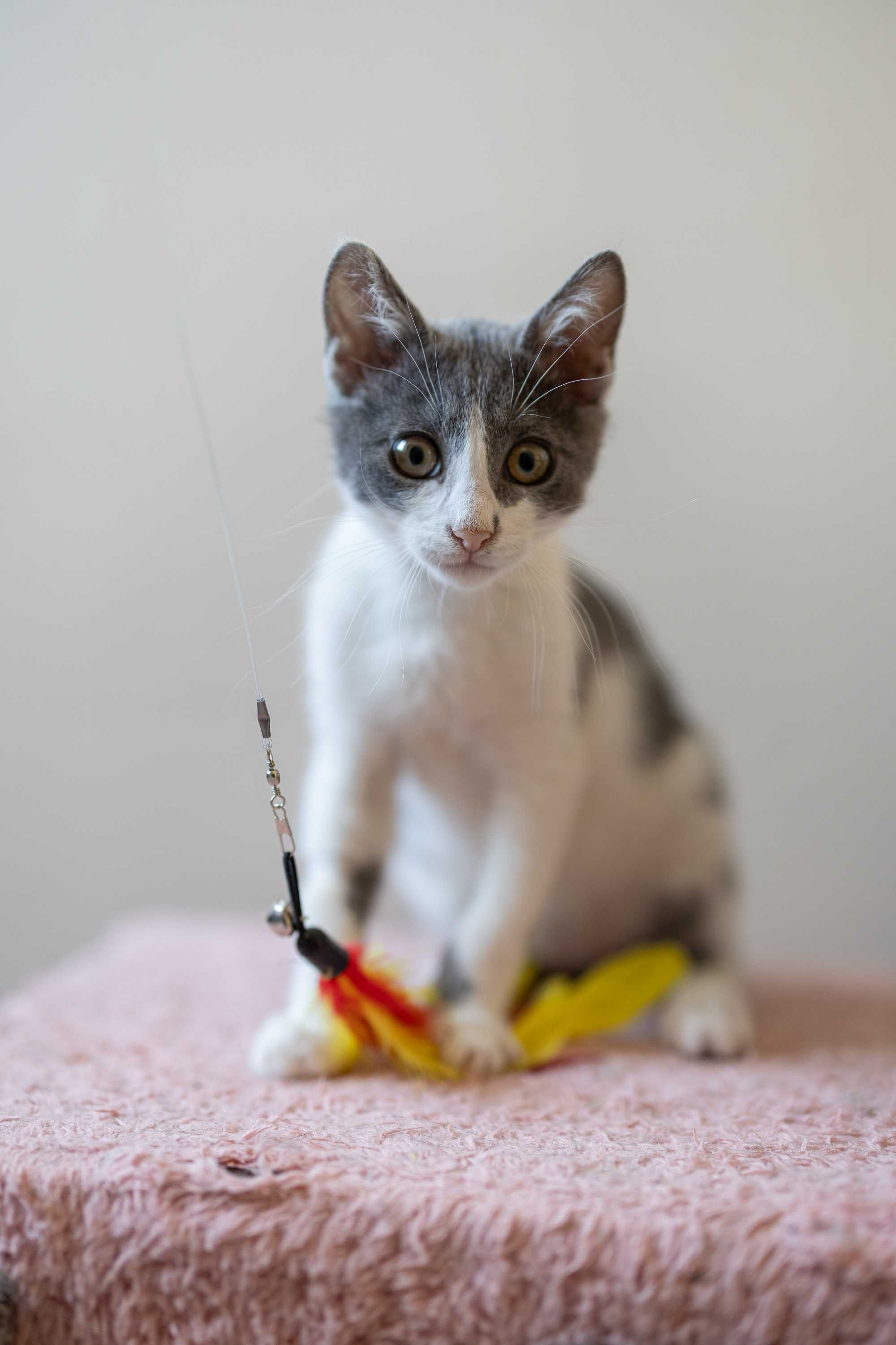 Мъжко коте търси отговорни стопани