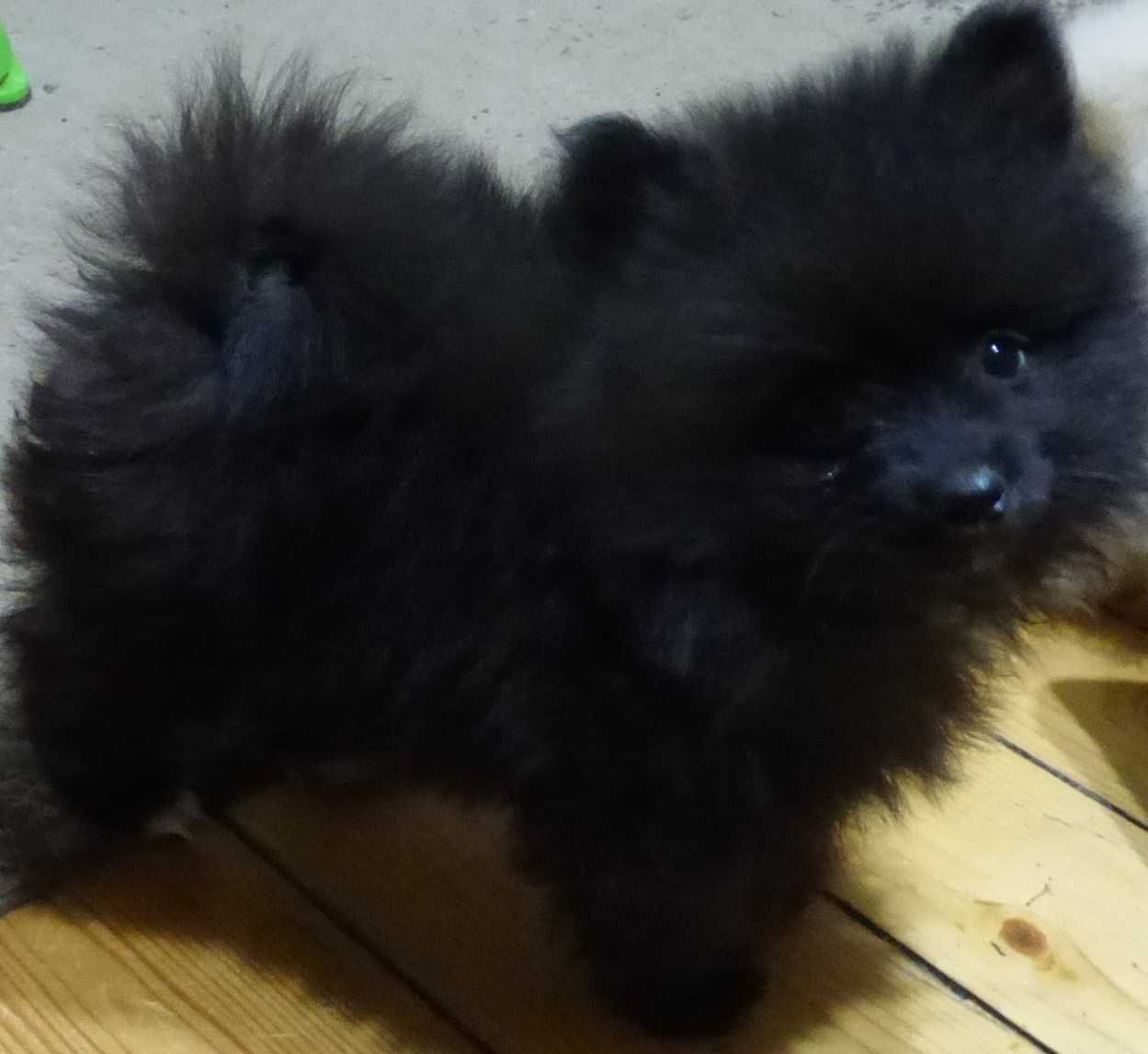 Pomeranian mascul