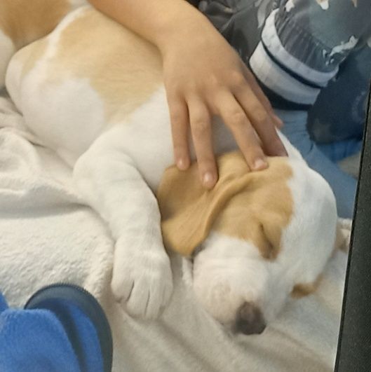 Куче порода Бигъл Чистокръвни трицветни и лимонени бигълчета