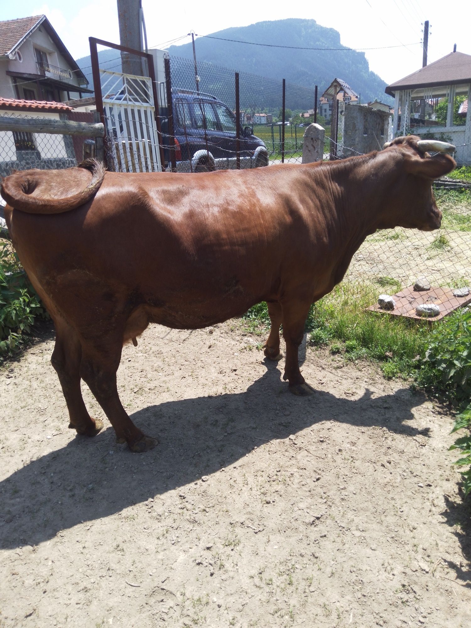 Продавам породиста  крава