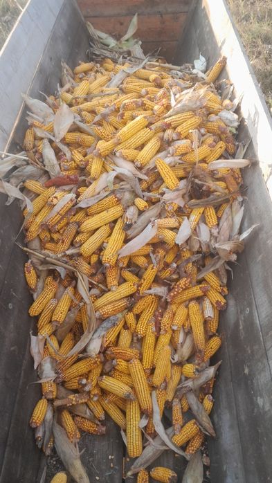 Porumb stiulete și grâu