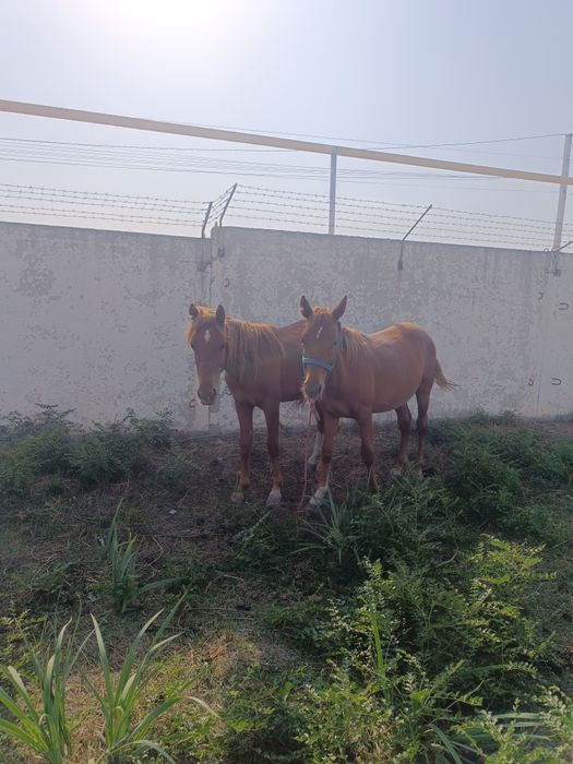 Лошади, жеребчики.